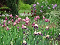 /album/galerie-de-photos-floraisons/jardin-2014-104-comp-jpg/